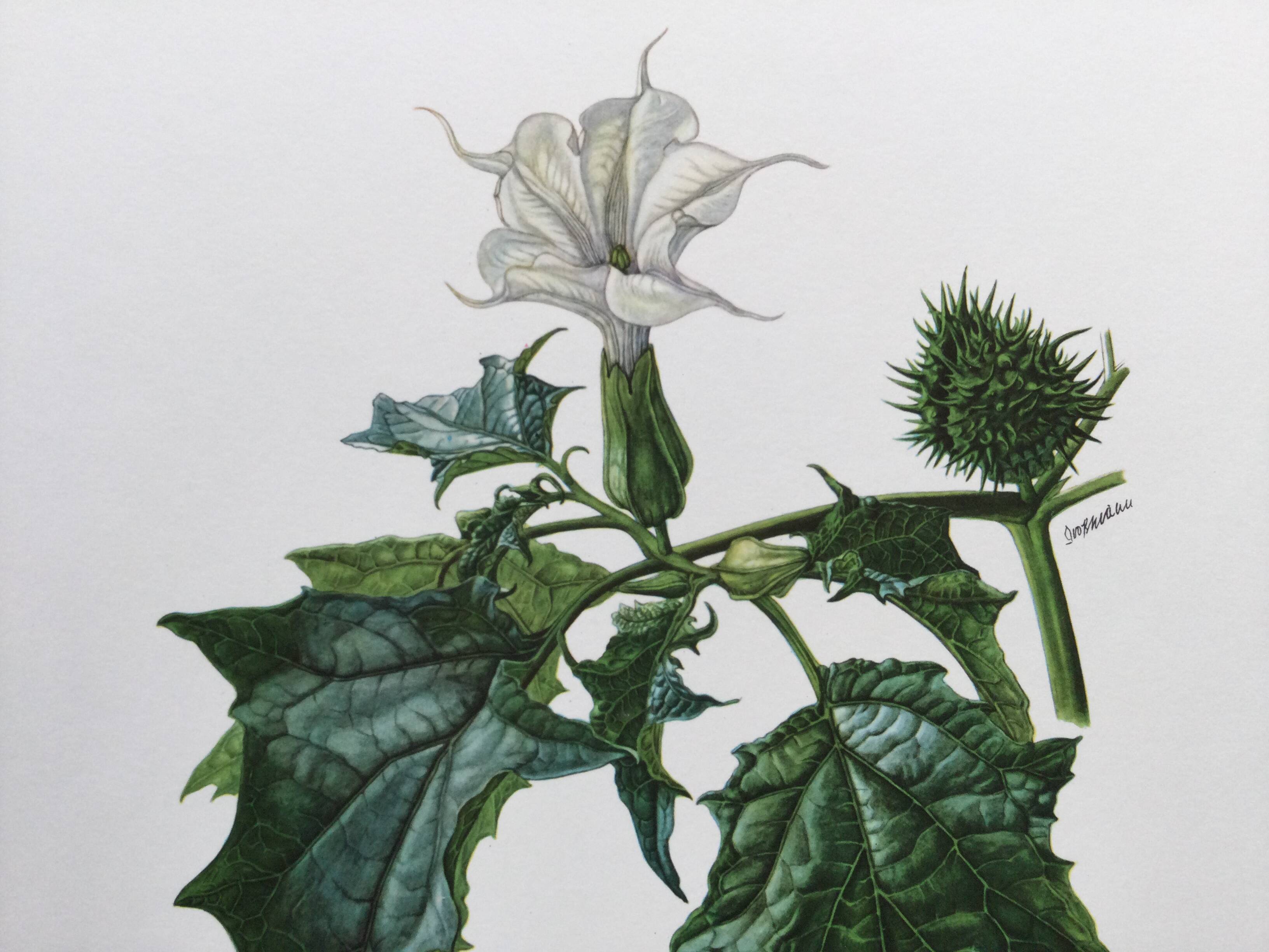 Botanical poster 'Flower' Old illustration from the 60s