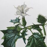 Botanical poster 'Flower' Old illustration from the 60s