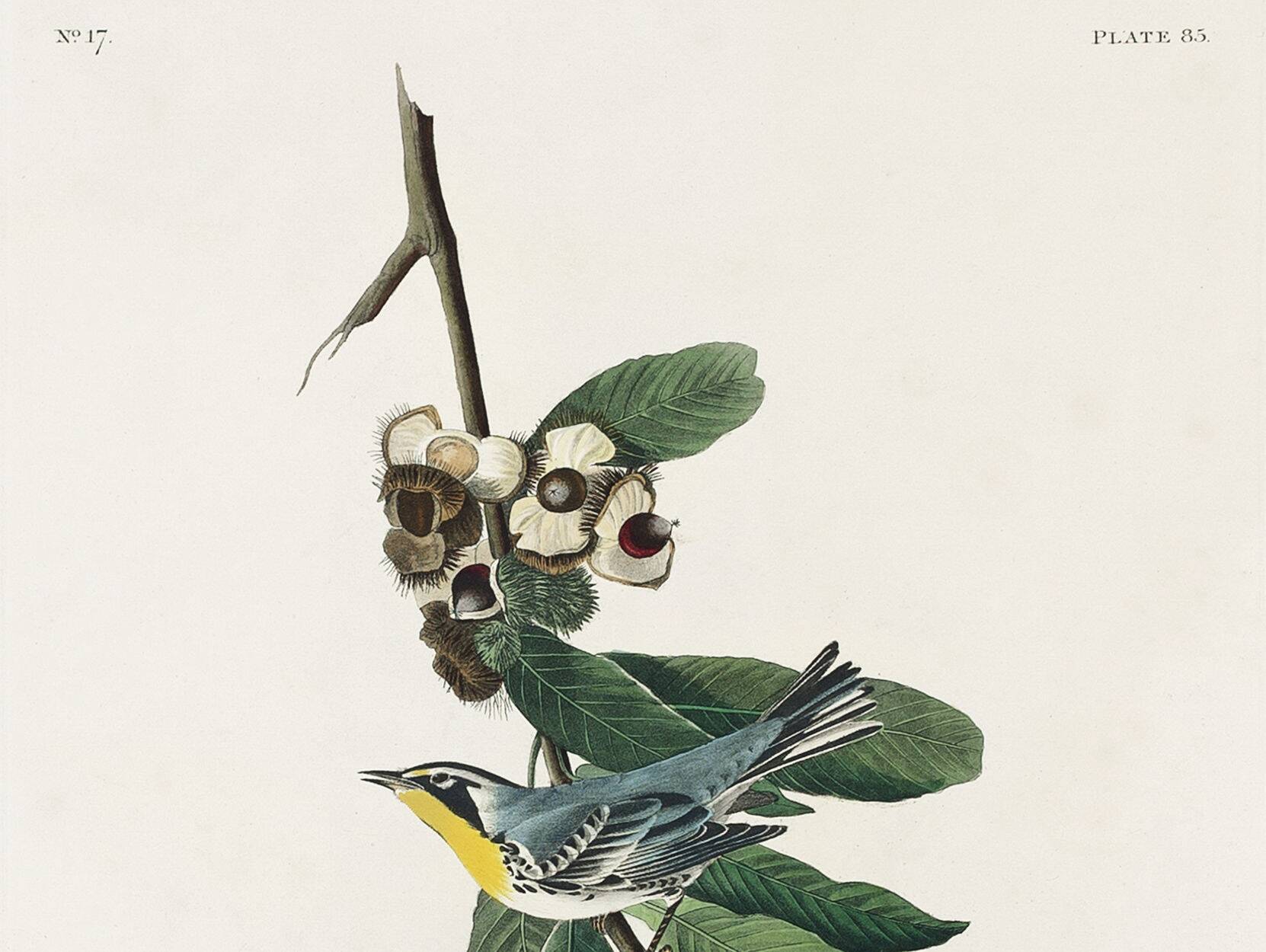 Poster about the Yellow-throated Warbler, after an old engraving from 1827