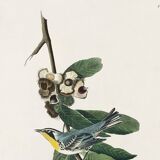 Poster about the Yellow-throated Warbler, after an old engraving from 1827