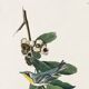 Poster about the Yellow-throated Warbler, after an old engraving from 1827