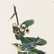 Poster about the Yellow-throated Warbler, after an old engraving from 1827