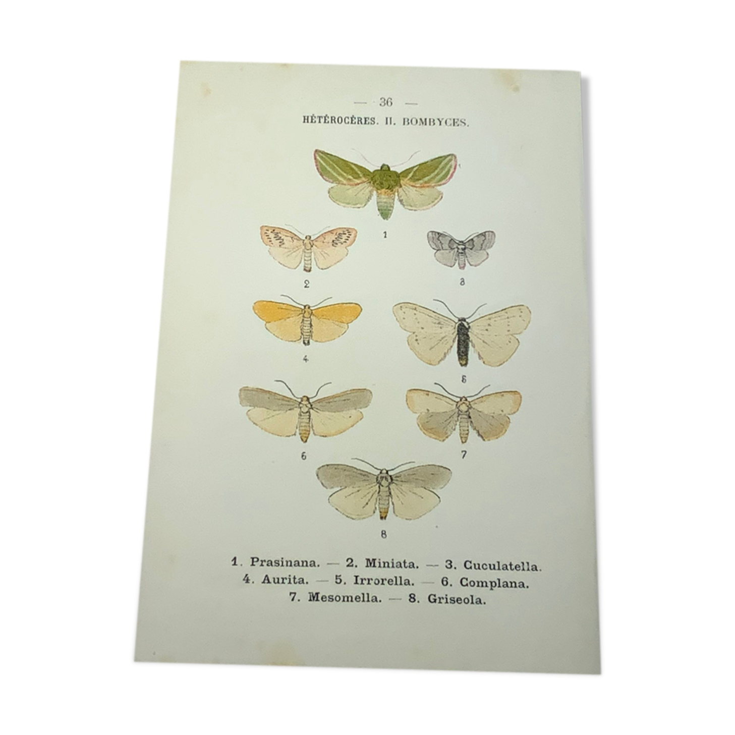 Gravure naturaliste 1903 lithographie papillons coloré main ouvrage ancien sur les deux faces