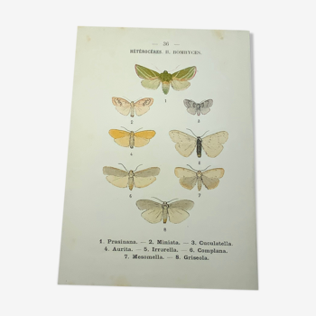 Gravure naturaliste 1903 lithographie papillons coloré main ouvrage ancien sur les deux faces