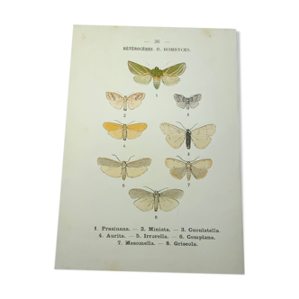 Naturalist engraving 1903 lithograph colorful butterflies hand antique work on both sides