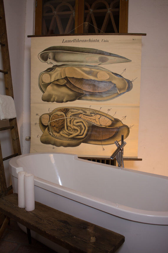 Poster vintage from the beginning of the 20th century Pfurtscheller Zoological graphic wall molds of painters