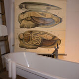 Affiche vintage du début du 20e siècle Pfurtscheller zoologiques mur graphique moules de peintres