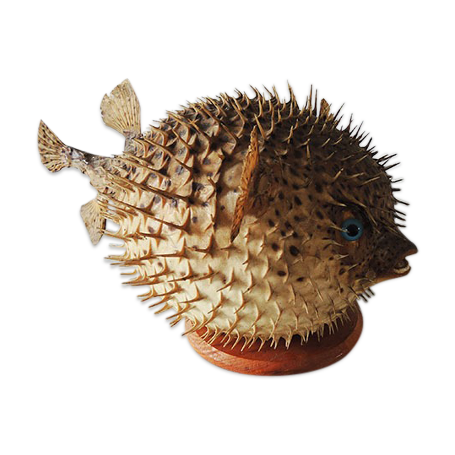 Former Naturalized / Stuffed Diodon