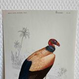 Ornithological board Vulture
