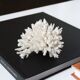 White coral, 70s