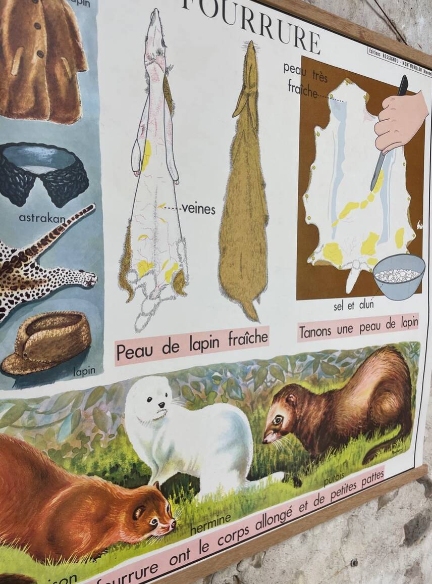 School poster the orange and the fur