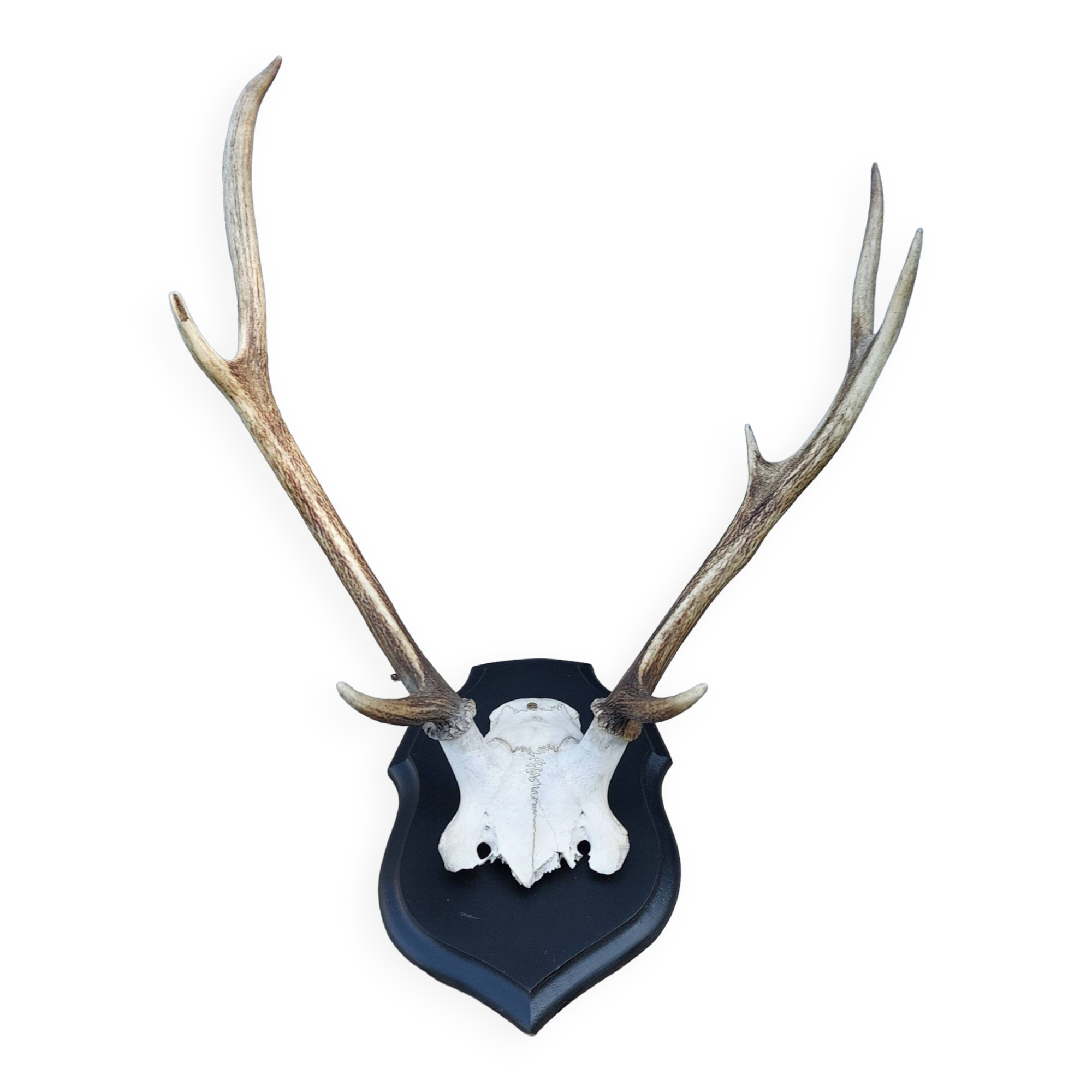 Deer slaughter hunting trophy