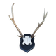 Deer slaughter hunting trophy