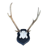 Deer slaughter hunting trophy