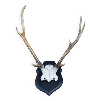 Deer slaughter hunting trophy