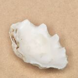 Holy water stoup shell emptier, 1970s