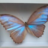 Stuffed butterfly