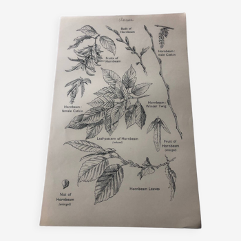 Hornbeam botanical poster