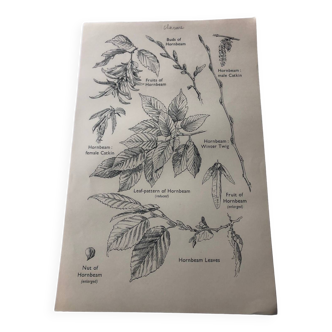 Hornbeam botanical poster