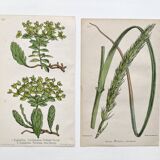 Duo botanical plates, Ed. London 1878