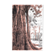 Monotype original "Racines"