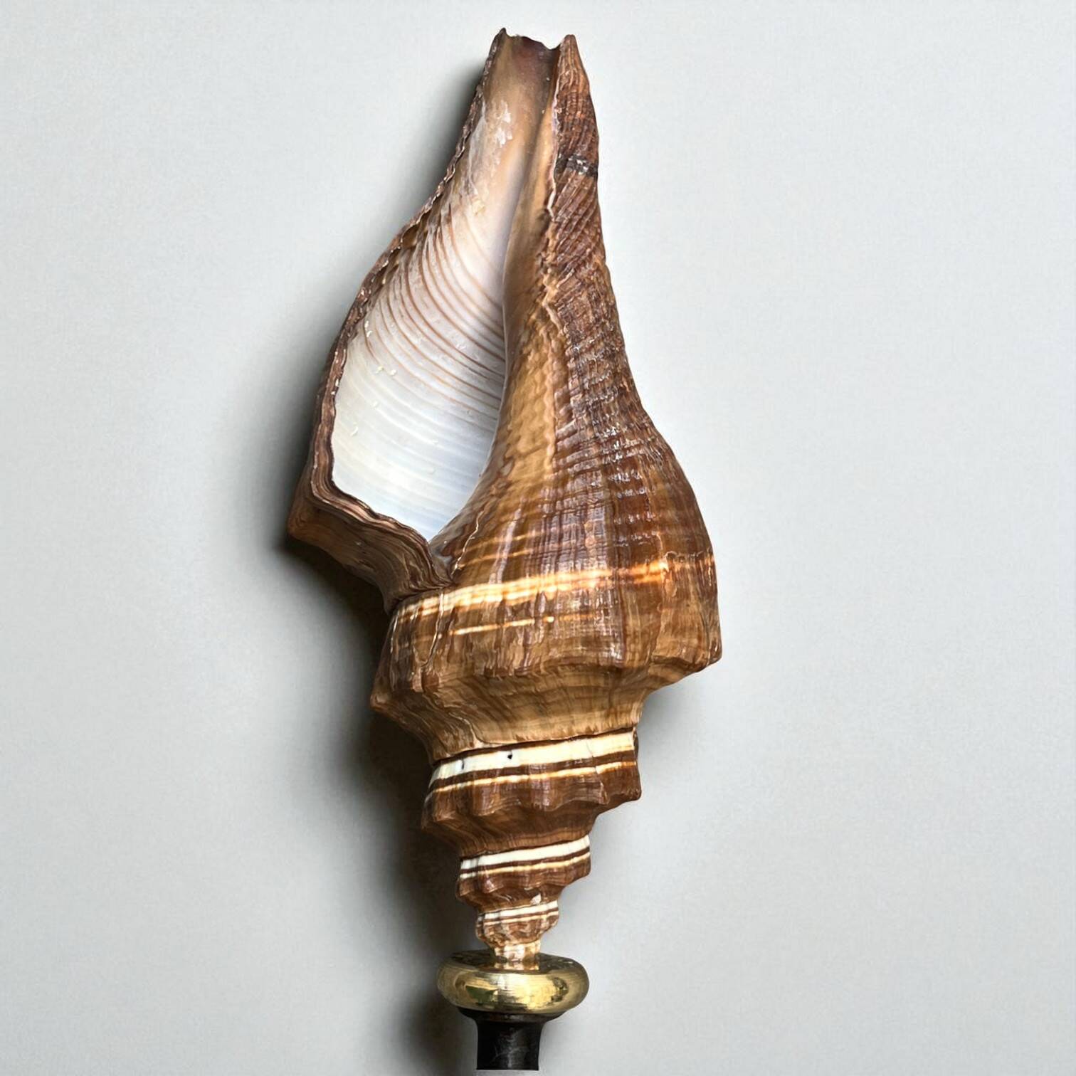 Ancien coquillage Pugilina sur socle en bois tourné - cabinet de curiosités