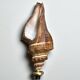 Ancien coquillage Pugilina sur socle en bois tourné - cabinet de curiosités