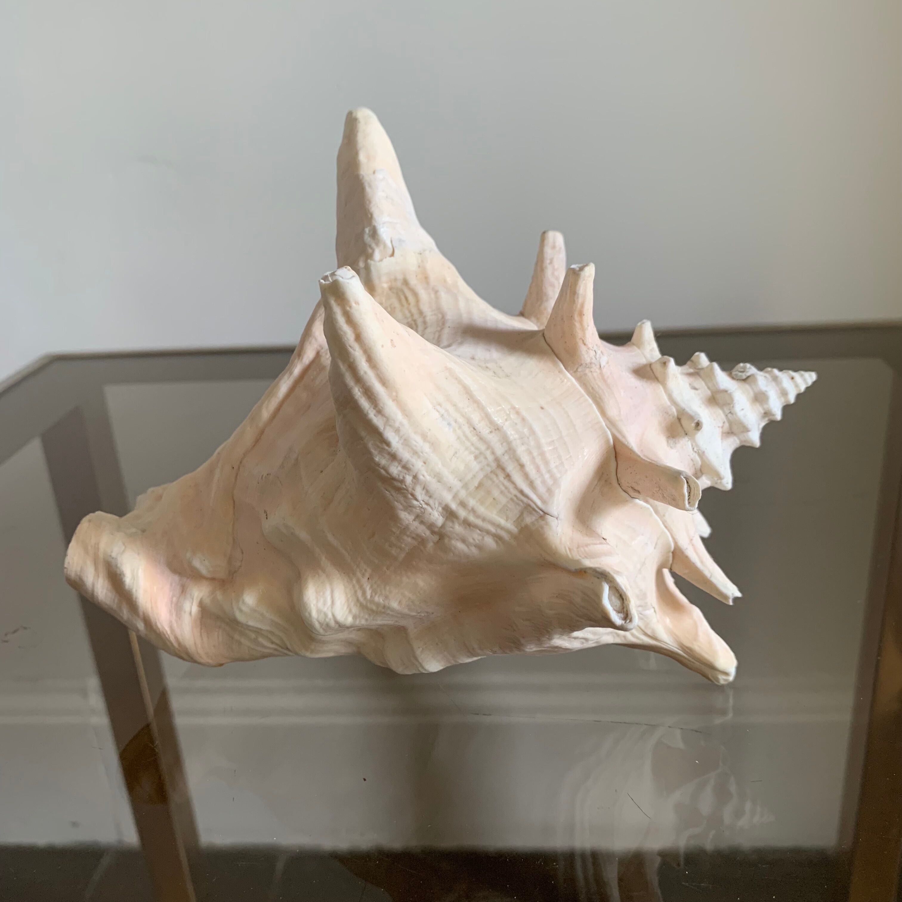 Shell horned helmet 18 cm