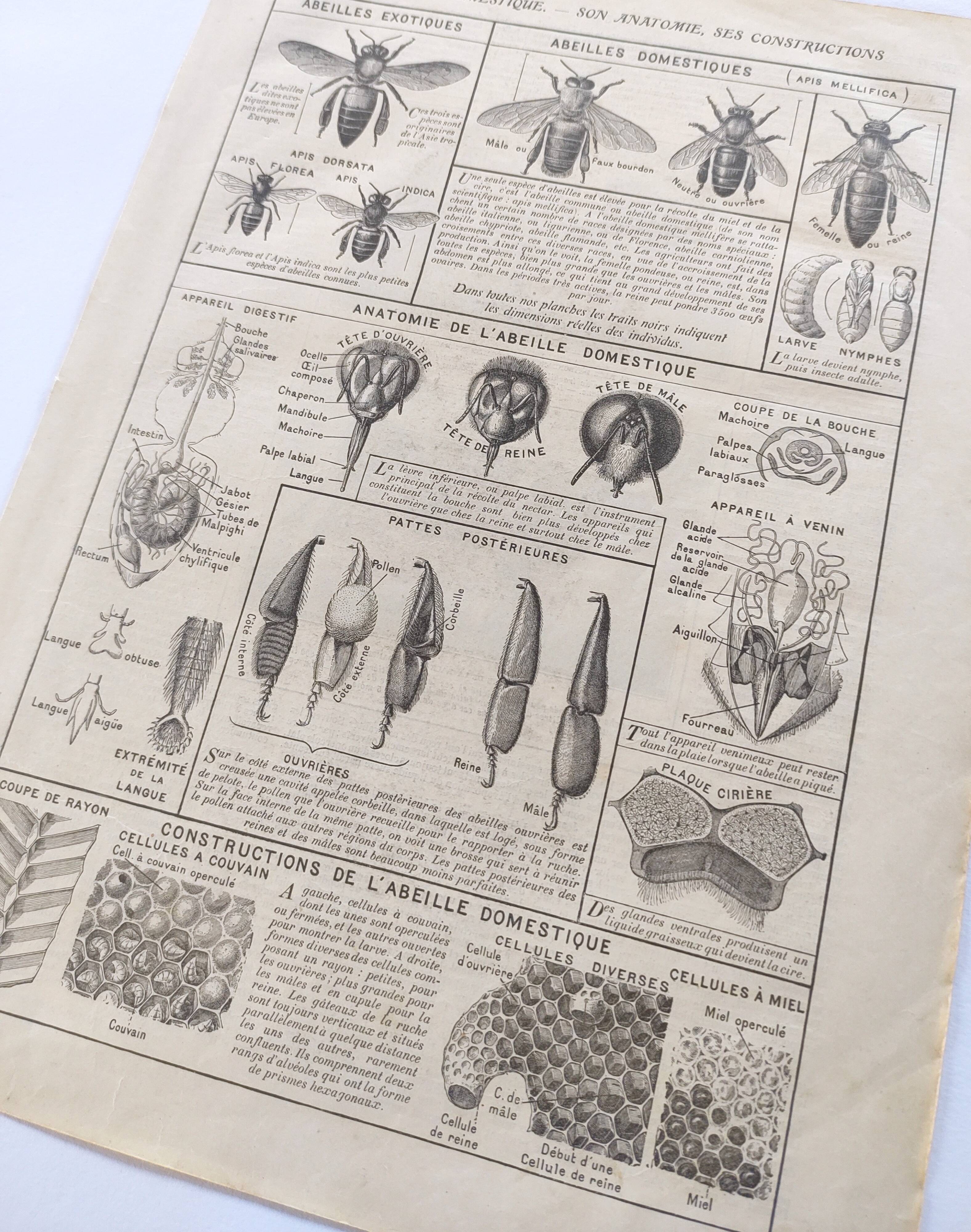 Old engraving • Domestic bee • Original plate from 1920