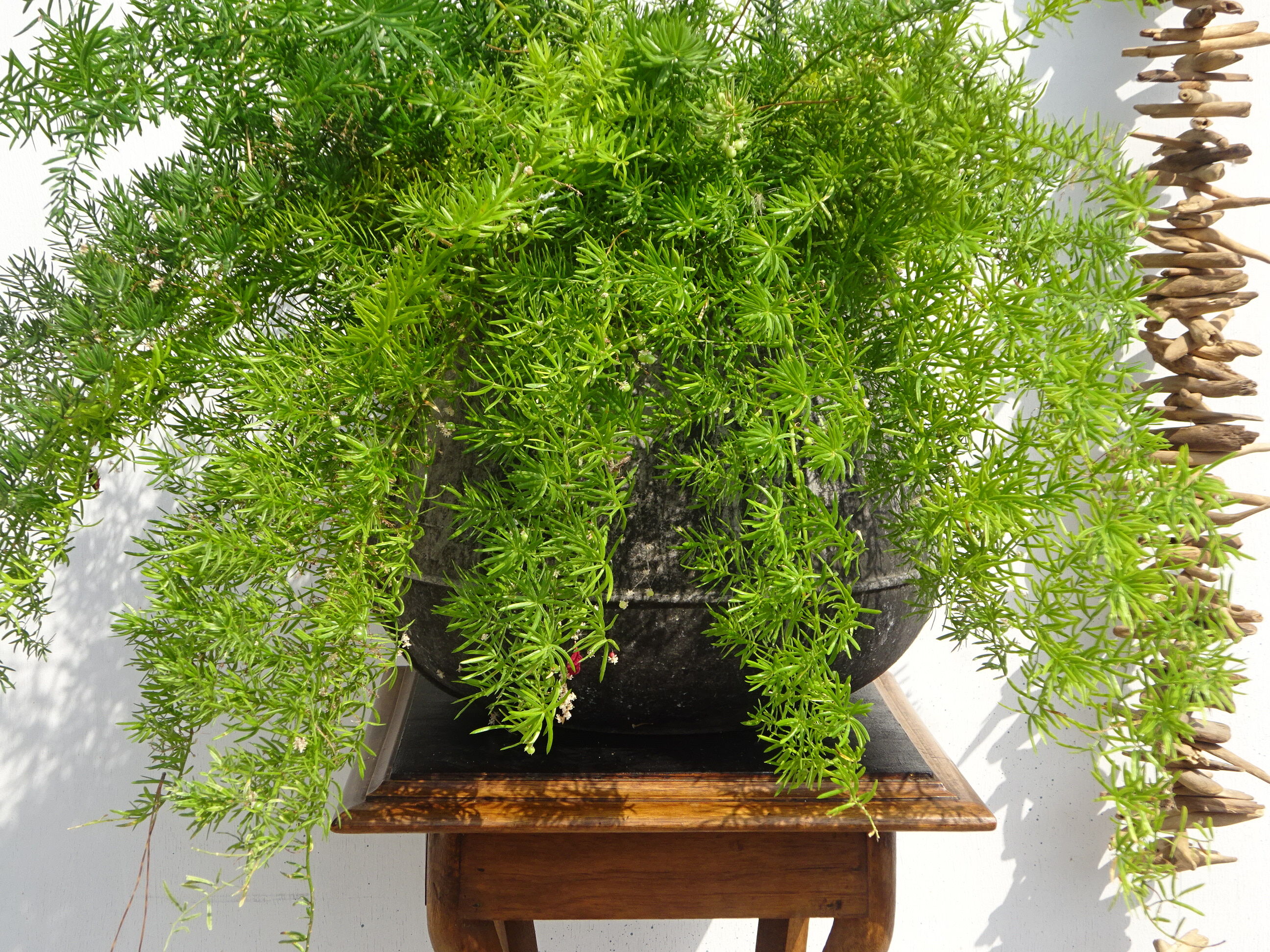 High harness, double trays