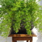 High harness, double trays