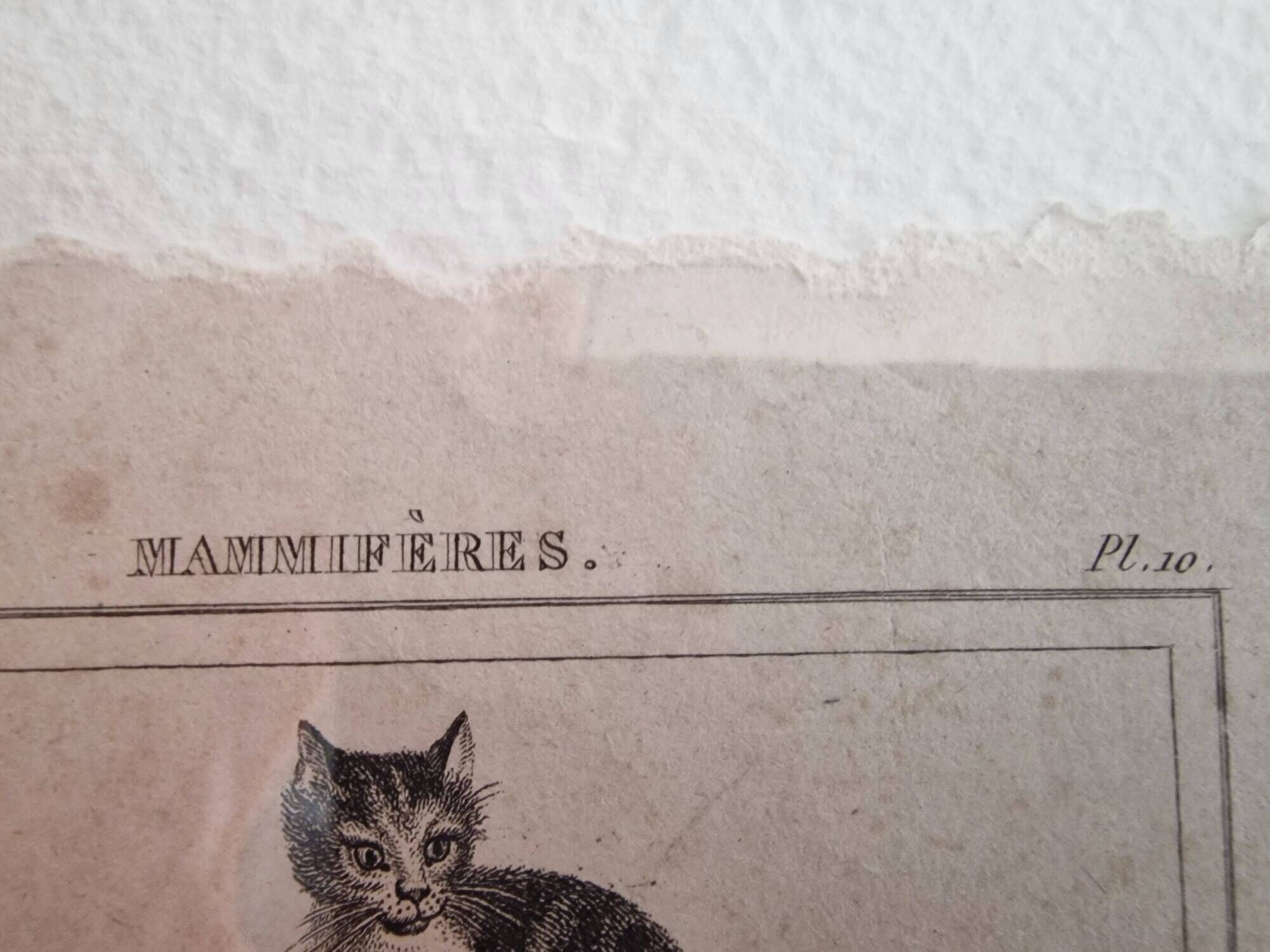 Old print Cats edition Panckoucke