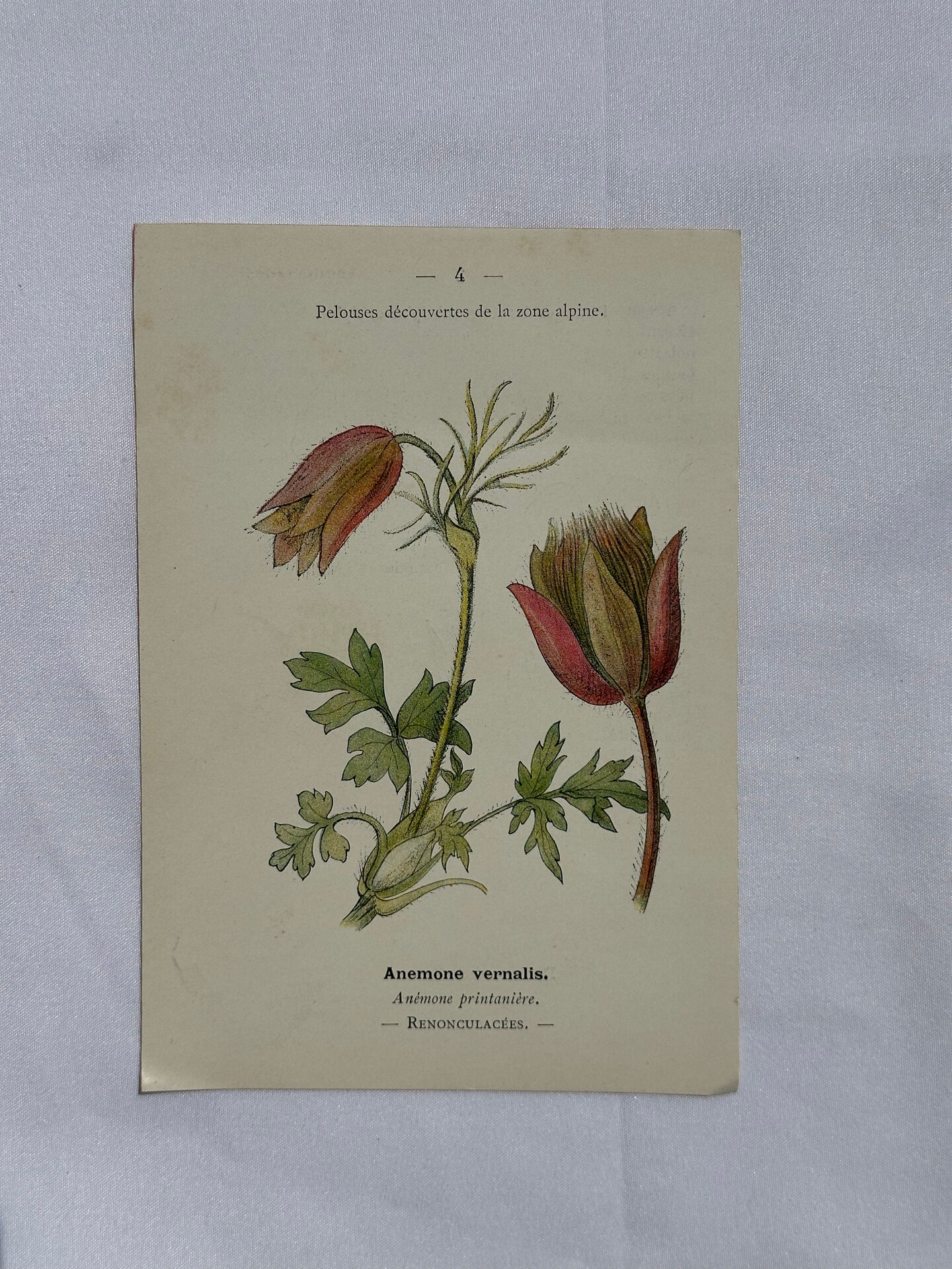 Botanical panache naturalist engraving scientific lithograph plant flower