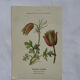 Botanical panache naturalist engraving scientific lithograph plant flower