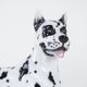 Ceramic Dog Arlekin figurine, Italian design, 1970s, made in Italy