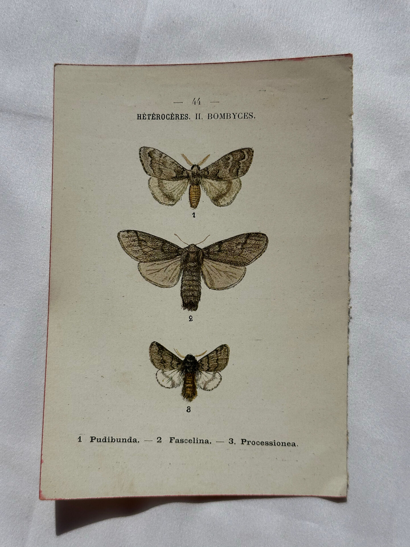 Botanical Plate 1800 Old naturalist engraving 19th century double-sided