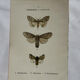 Botanical Plate 1800 Old naturalist engraving 19th century double-sided