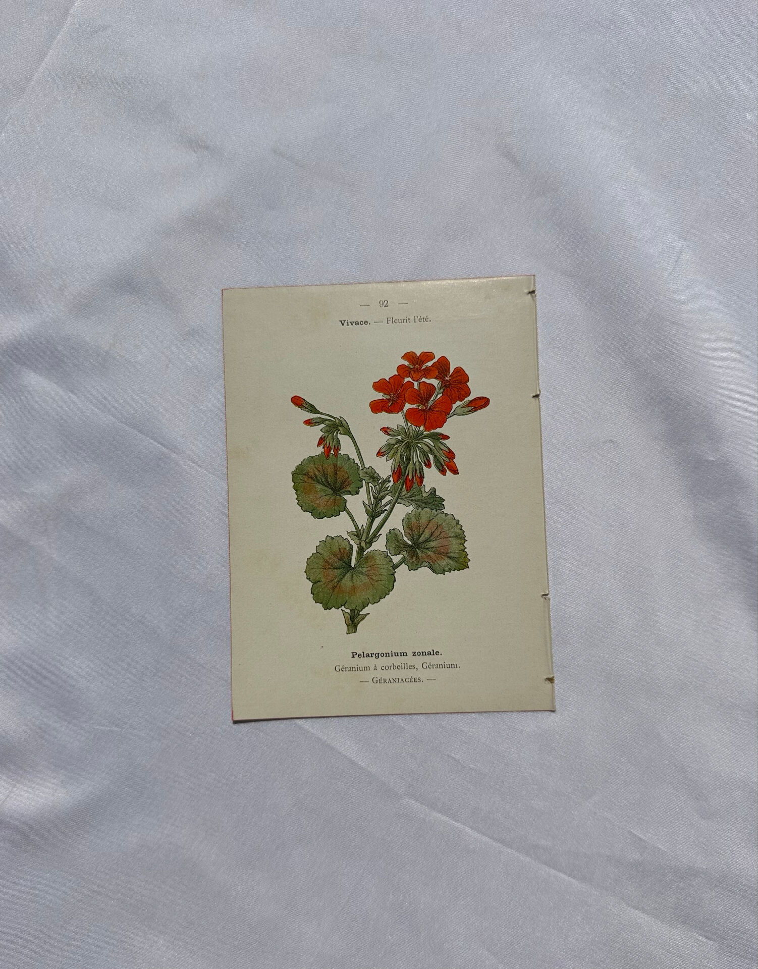 🌿 Botanical Plate Old Naturalist Engraving 19th Century Double-Sided A