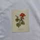 🌿 Botanical Plate Old Naturalist Engraving 19th Century Double-Sided A
