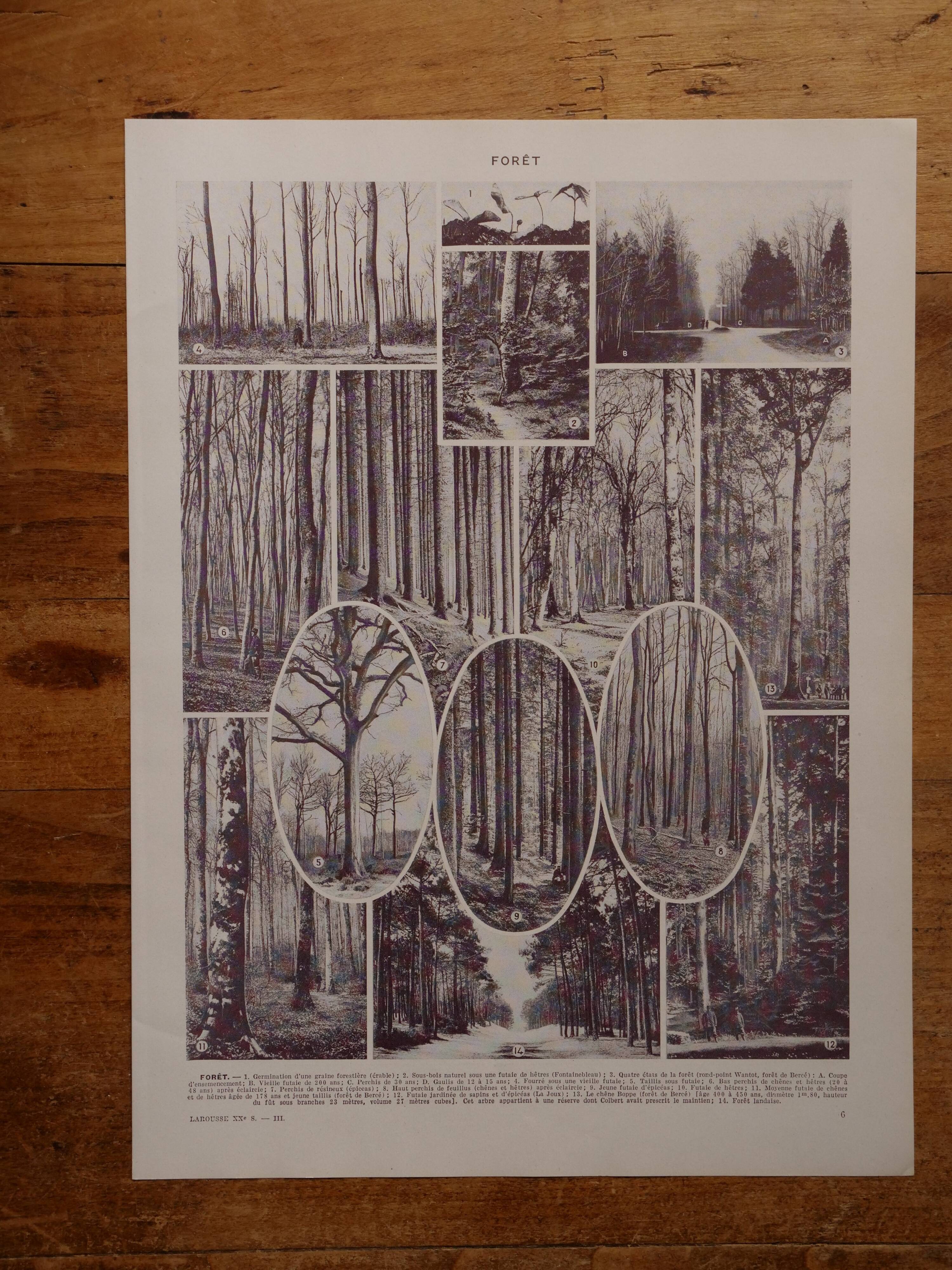 Original lithographs on forest and forest trees