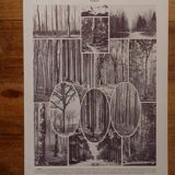 Original lithographs on forest and forest trees
