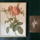 Hundred-leaf rose bush frame after pj redouté, print on fabric, 1960