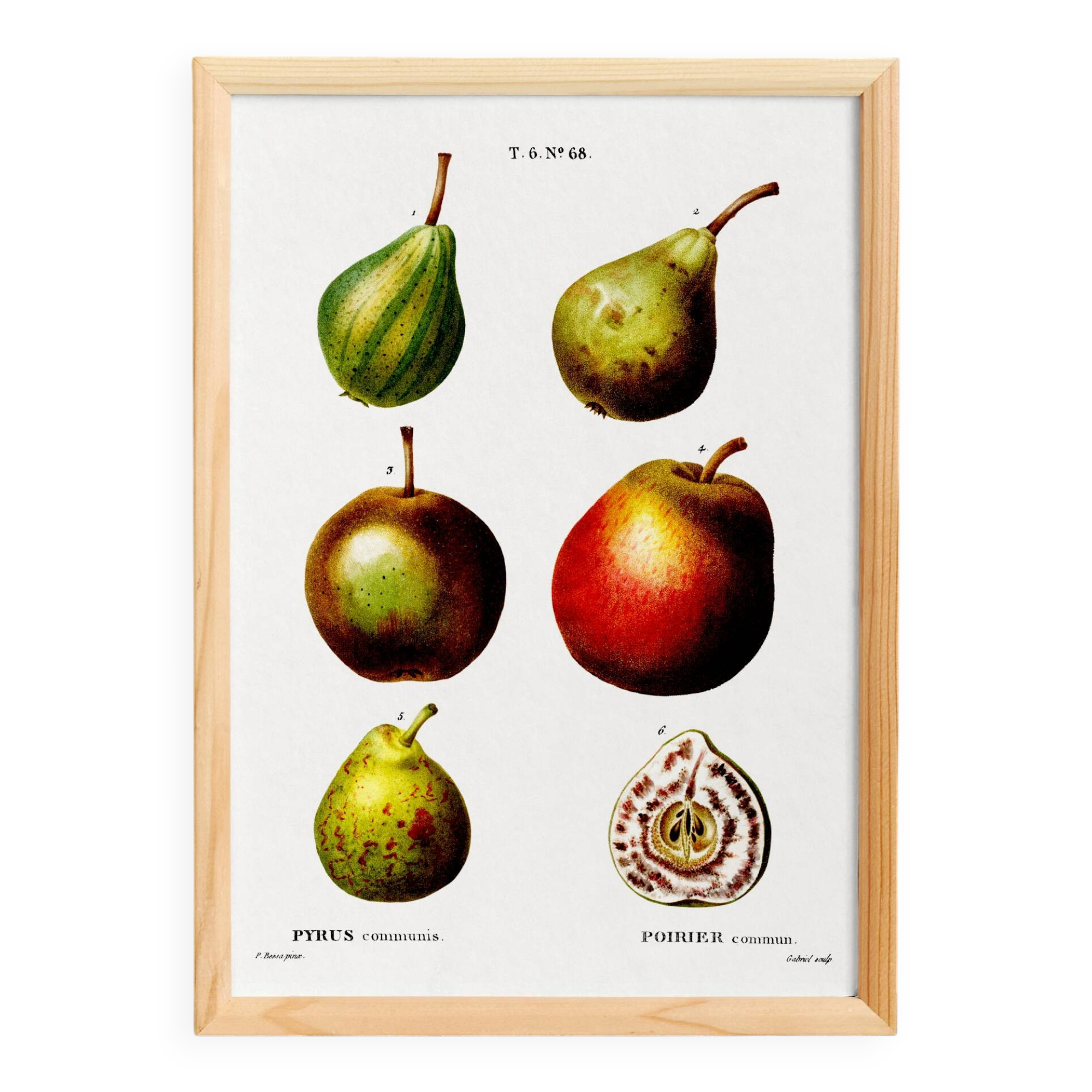 Botanical poster about the pear tree, after an old engraving from 1802