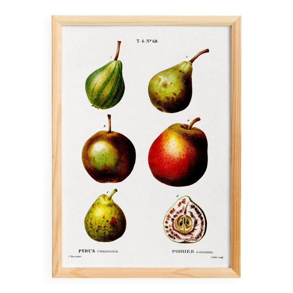 Affiche botanique sur le poirier, d’après une gravure ancienne de 1802
