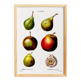 Botanical poster about the pear tree, after an old engraving from 1802