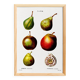 Botanical poster about the pear tree, after an old engraving from 1802