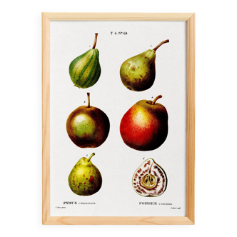 Botanical poster about the pear tree, after an old engraving from 1802