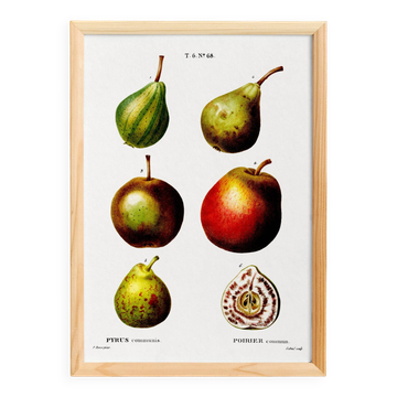 Botanical poster about the pear tree, after an old engraving from 1802