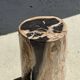 Petrified wood side table, black heart, beige bark, H35 D22 - 3330