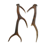 Pair of deer antlers, 70s